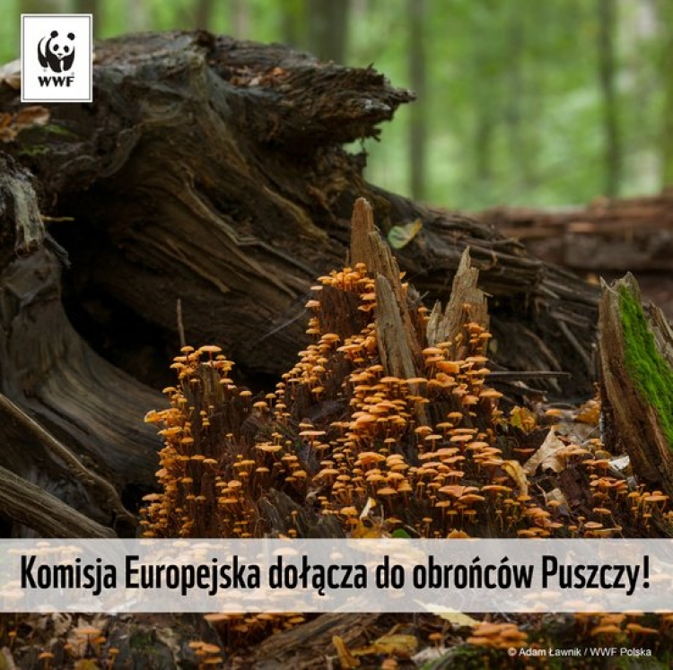 Wycinka w Puszczy Białowieskiej niezgodna z prawem