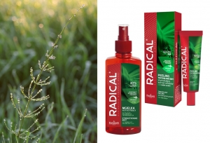 Radical &ndash; moc skrzypu polnego