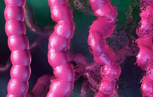 Międzynarodowe Obserwatorium Mikrobioty