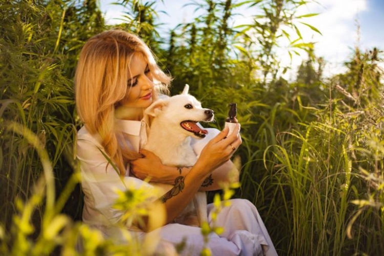 Jak pomóc zwierzętom przetrwać sylwestra