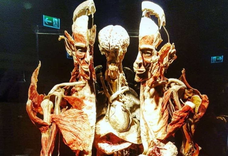 Niesamowita wystawa Body Worlds w Krakowie