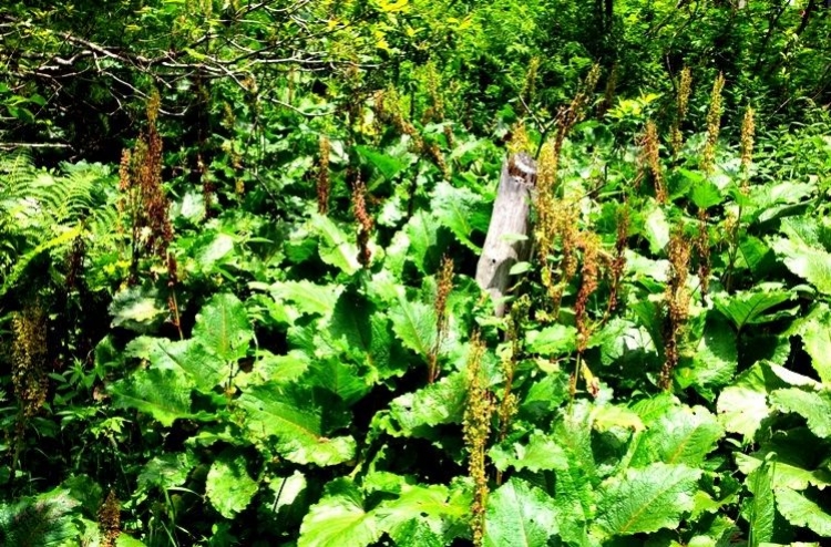 Jak korzystać z urlopu podczas sezonu pylenia?