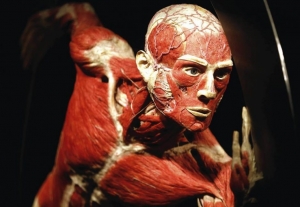Oryginalna wystawa Body Worlds w Krakowie - od 2 lutego